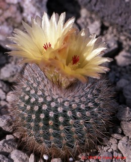 Notocactus cv. scopa G471